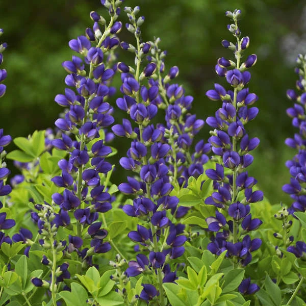 Decadence® 'Sparkling Sapphires' False Indigo 4 Decadence® 'Sparkling Sapphires' False Indigo - Image 2