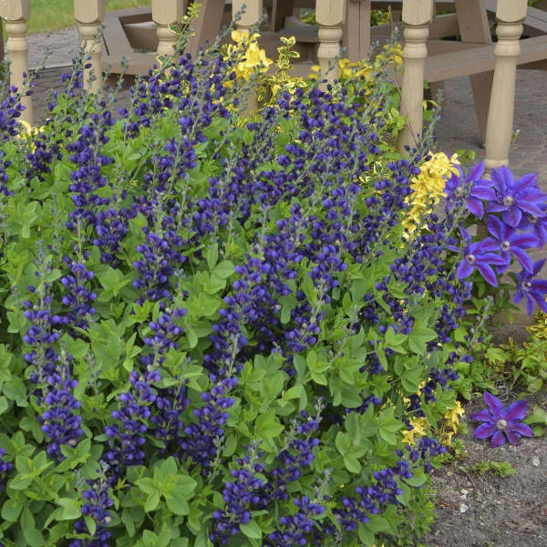Decadence® 'Sparkling Sapphires' False Indigo 3 Decadence® 'Sparkling Sapphires' False Indigo