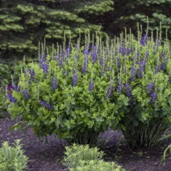 Decadence® 'Sparkling Sapphires' False Indigo 8 Decadence® 'Sparkling Sapphires' False Indigo -Garden Plants Store Baptisia SparklingSapphires FalseIndigo 2