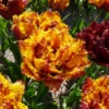 'Bastia' Fringed Tulip 2 'Bastia' Fringed Tulip -Garden Plants Store BastiaFringedTulip