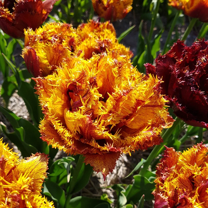'Bastia' Fringed Tulip 3 'Bastia' Fringed Tulip