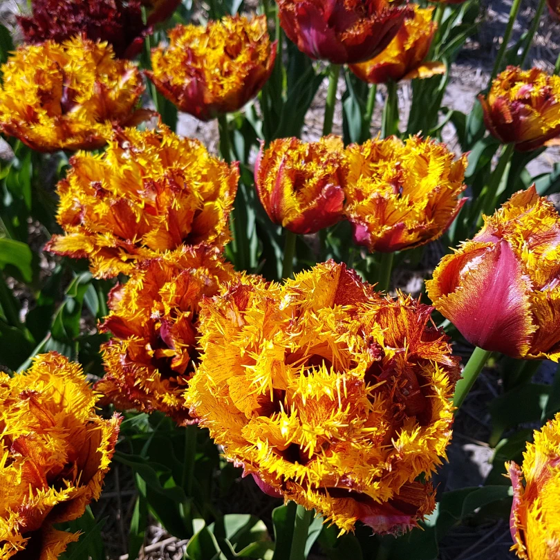 'Bastia' Fringed Tulip 4 'Bastia' Fringed Tulip - Image 2