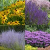Bee Dazzled Pollinator Collection 1 Bee Dazzled Pollinator Collection -Garden Plants Store Bee Dazzled Pollinator Collection 2020 L