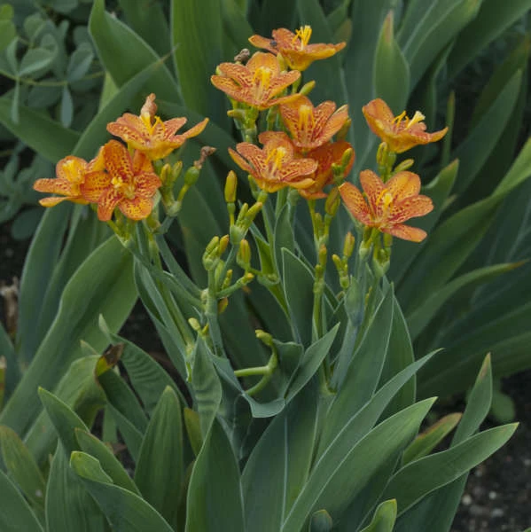 'Freckle Face' Blackberry Lily 4 'Freckle Face' Blackberry Lily - Image 2
