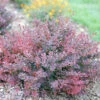 Sunjoy Mini Maroon® Barberry 2 Sunjoy Mini Maroon® Barberry -Garden Plants Store Berberis Sunjoy Mini Maroon 3 P