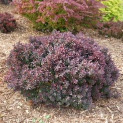 Sunjoy Mini Maroon® Barberry 11 Sunjoy Mini Maroon® Barberry -Garden Plants Store Berberis Sunjoy Mini Maroon 4 P