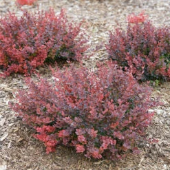 Sunjoy Mini Maroon® Barberry 12 Sunjoy Mini Maroon® Barberry -Garden Plants Store Berberis Sunjoy Mini Maroon 5 P