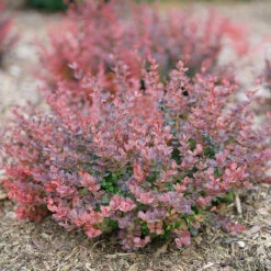 Sunjoy Mini Maroon® Barberry 13 Sunjoy Mini Maroon® Barberry -Garden Plants Store Berberis Sunjoy Mini Maroon 6 P