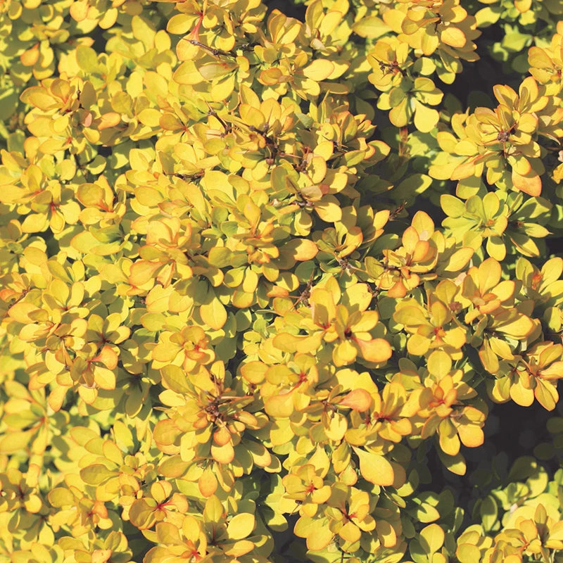 Sunjoy® Mini Saffron Barberry 5 Sunjoy® Mini Saffron Barberry - Image 3