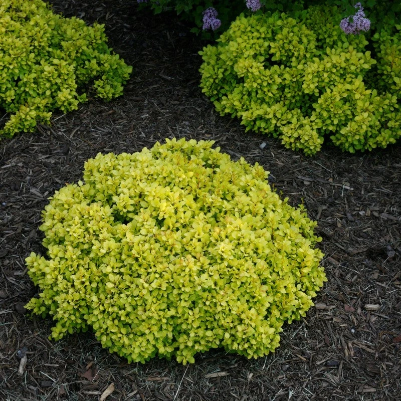 Sunjoy® Mini Saffron Barberry 4 Sunjoy® Mini Saffron Barberry - Image 2