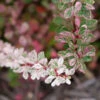 Sunjoy Sequins® Barberry 1 Sunjoy Sequins® Barberry -Garden Plants Store Berberis Sunjoy Sequins 1