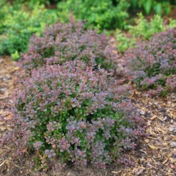 Sunjoy Todo® Barberry