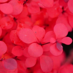 Sunjoy Todo® Barberry 10 Sunjoy Todo® Barberry -Garden Plants Store Berberis Sunjoy Todo 4