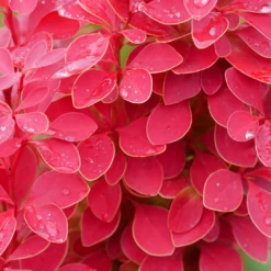 Sunjoy Orange Pillar™ Barberry -Garden Plants Store BerberisSunjoyOrangePillarP1025746 1080x1080 76a3ca4