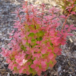Sunjoy Orange Pillar™ Barberry -Garden Plants Store BerberisSunjoyOrangePillarP1106756 1080x1080 08a64df