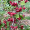 Berry Scape™ Red Aronia