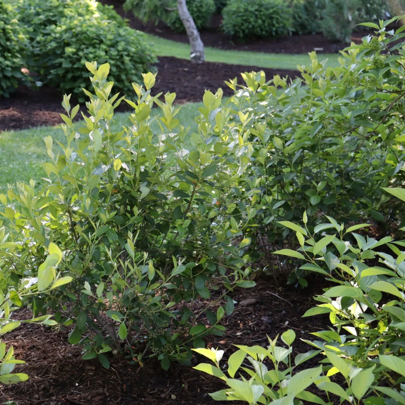 Berry Scape™ Red Aronia 5 Berry Scape™ Red Aronia - Image 3