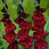'Black Jack' Gladiolus 1 'Black Jack' Gladiolus -Garden Plants Store BlackJack Gladiolus