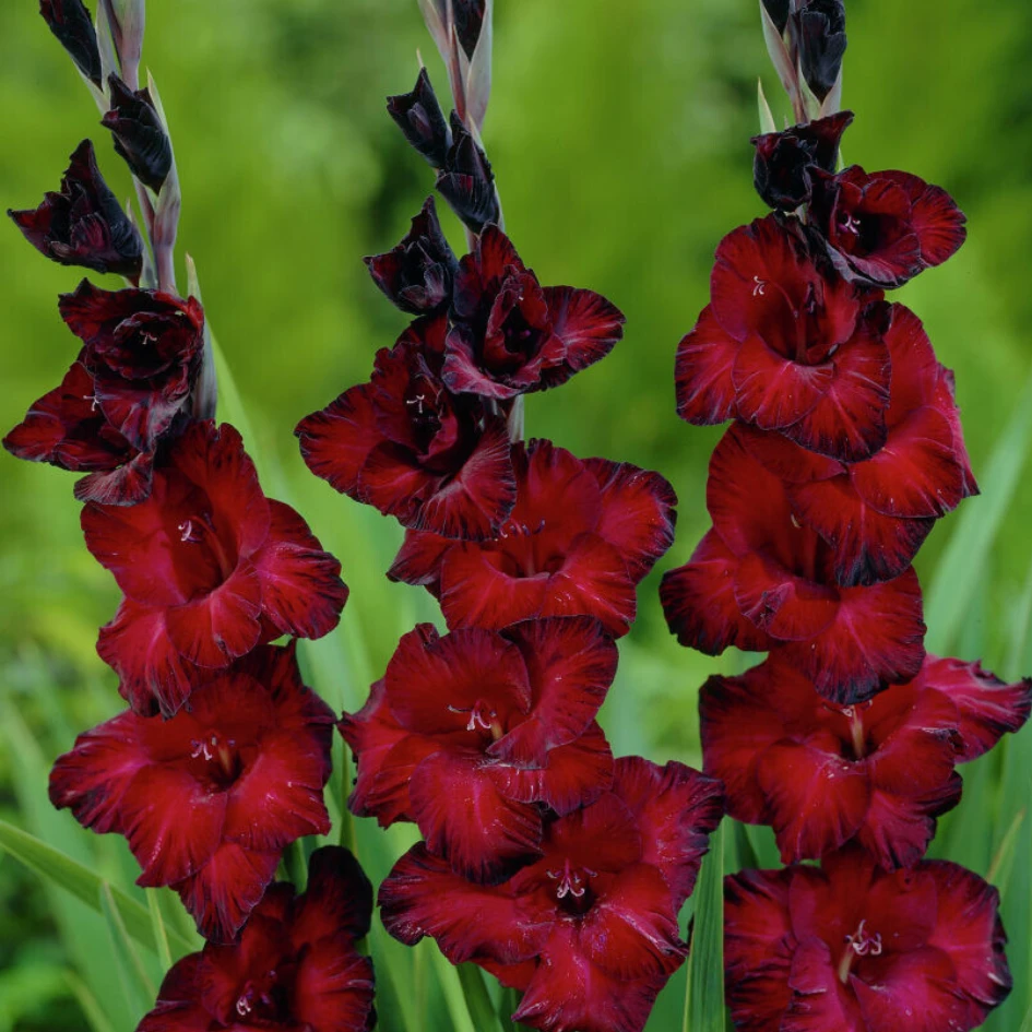 'Black Jack' Gladiolus 3 'Black Jack' Gladiolus