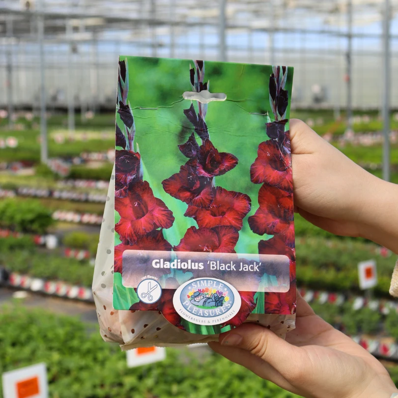 'Black Jack' Gladiolus 4 'Black Jack' Gladiolus - Image 2