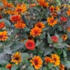 'Bleeding Hearts' False Sunflower (Heliopsis) -Garden Plants Store Bleeding Hearts False Sunflower Heliopsis