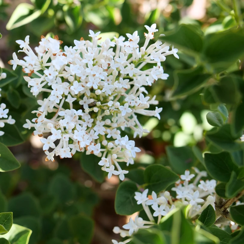 Bloomerang Showmound™ Reblooming Lilac (Syringa) 3 Bloomerang Showmound™ Reblooming Lilac (Syringa)