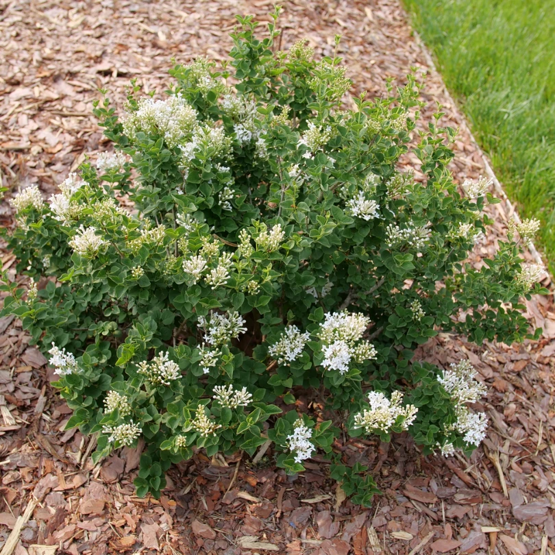 Bloomerang Showmound™ Reblooming Lilac (Syringa) 4 Bloomerang Showmound™ Reblooming Lilac (Syringa) - Image 2
