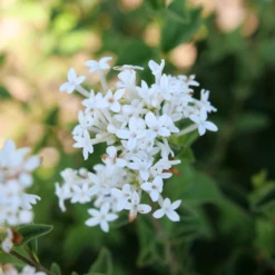 Bloomerang Showmound™ Reblooming Lilac (Syringa) 11 Bloomerang Showmound™ Reblooming Lilac (Syringa) -Garden Plants Store BloomerangShowmound RebloomingLilac Syringa 4