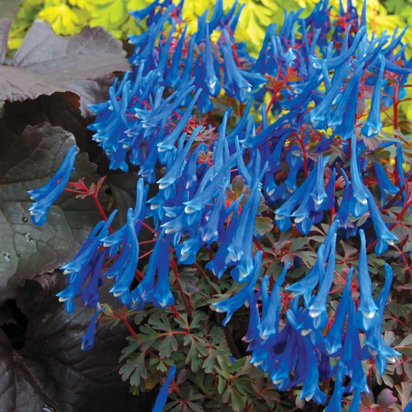 'Blue Heron' Fumewort (Corydalis) 5 'Blue Heron' Fumewort (Corydalis) - Image 3