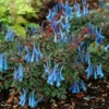 'Blue Heron' Fumewort (Corydalis) 1 'Blue Heron' Fumewort (Corydalis) -Garden Plants Store BlueHeron Fumewort Corydalis 1