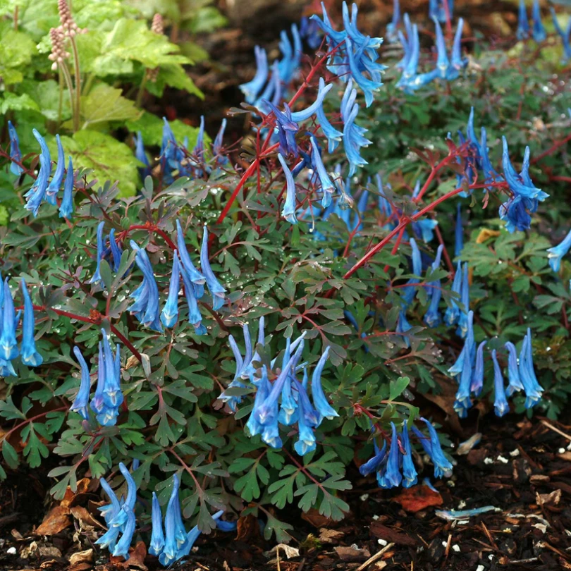 'Blue Heron' Fumewort (Corydalis) 3 'Blue Heron' Fumewort (Corydalis)