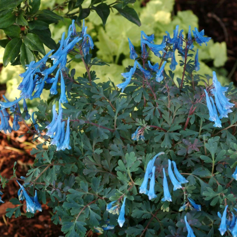 'Blue Heron' Fumewort (Corydalis) 4 'Blue Heron' Fumewort (Corydalis) - Image 2