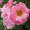 Blushing Drift® Rose
