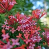 Estrellita Little Star™ Firecracker Bush