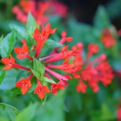Estrellita™ Scarlet Firecracker Bush 9 Estrellita™ Scarlet Firecracker Bush -Garden Plants Store Bouvardia Estrellita Scarlet P1228540 800 800 60