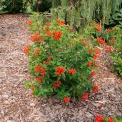 Estrellita™ Scarlet Firecracker Bush 10 Estrellita™ Scarlet Firecracker Bush -Garden Plants Store Bouvardia Estrellita Scarlet P1238155 800 800 60