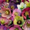 'Brandywine' Lenten Rose (Helleborus) -Garden Plants Store Brandywine Hellebore Helleborusorientalis