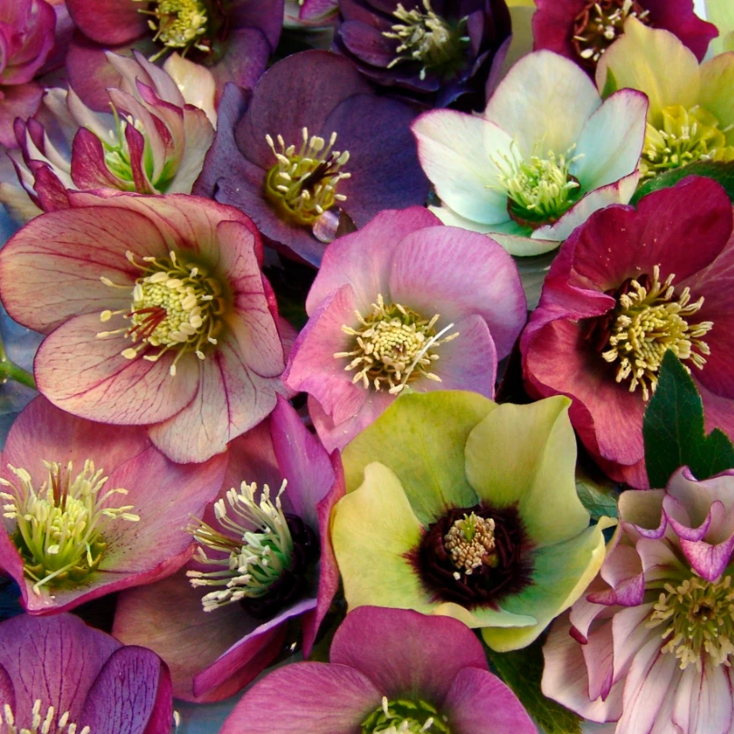 'Brandywine' Lenten Rose (Helleborus) 3 'Brandywine' Lenten Rose (Helleborus)