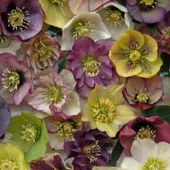 'Brandywine' Lenten Rose (Helleborus) 11 'Brandywine' Lenten Rose (Helleborus) -Garden Plants Store Brandywine Hellebore Helleborusorientalis 1