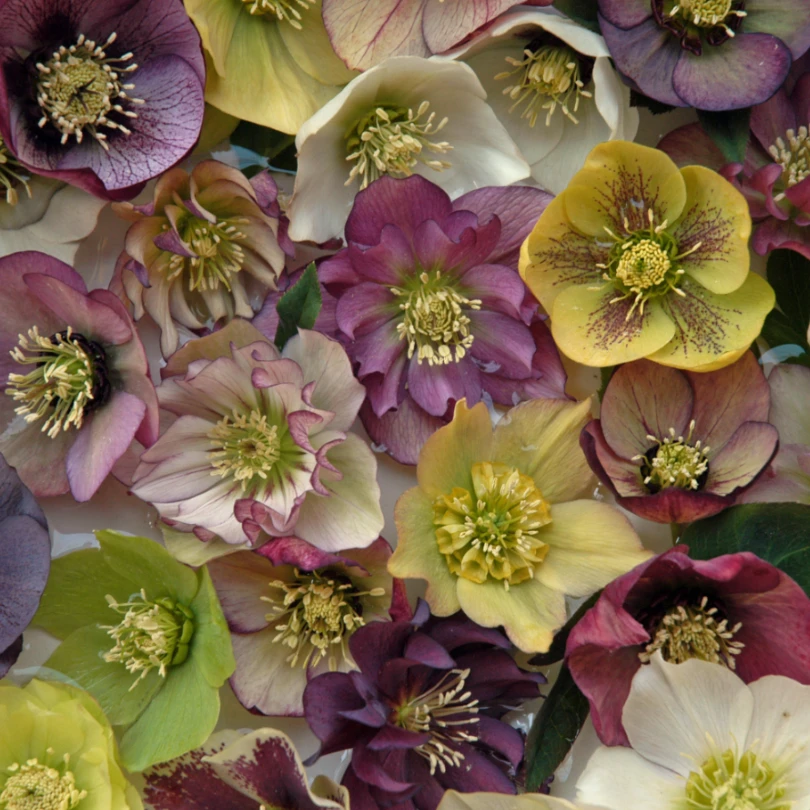 'Brandywine' Lenten Rose (Helleborus) 7 'Brandywine' Lenten Rose (Helleborus) - Image 5