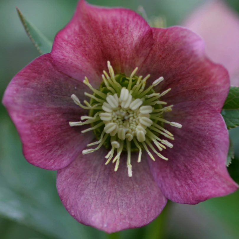 'Brandywine' Lenten Rose (Helleborus) 4 'Brandywine' Lenten Rose (Helleborus) - Image 2