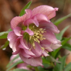 'Brandywine' Lenten Rose (Helleborus) 9 'Brandywine' Lenten Rose (Helleborus) -Garden Plants Store Brandywine Hellebore Helleborusorientalis 3