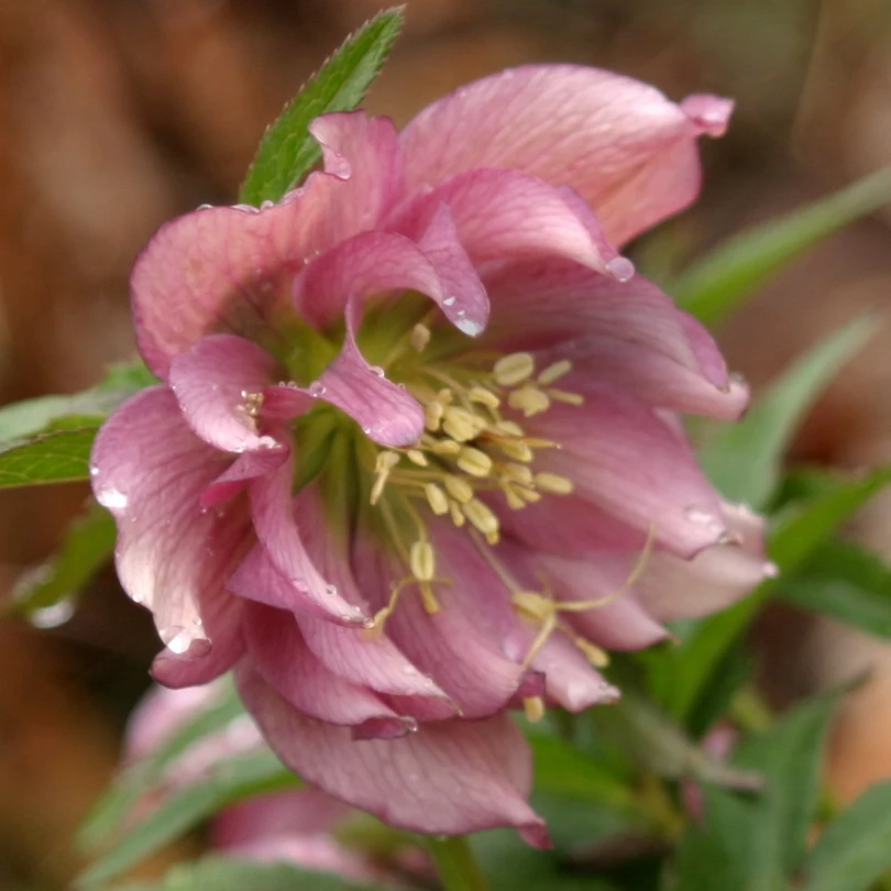 'Brandywine' Lenten Rose (Helleborus) 5 'Brandywine' Lenten Rose (Helleborus) - Image 3
