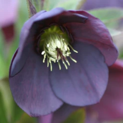'Brandywine' Lenten Rose (Helleborus) 10 'Brandywine' Lenten Rose (Helleborus) -Garden Plants Store Brandywine Hellebore Helleborusorientalis 4