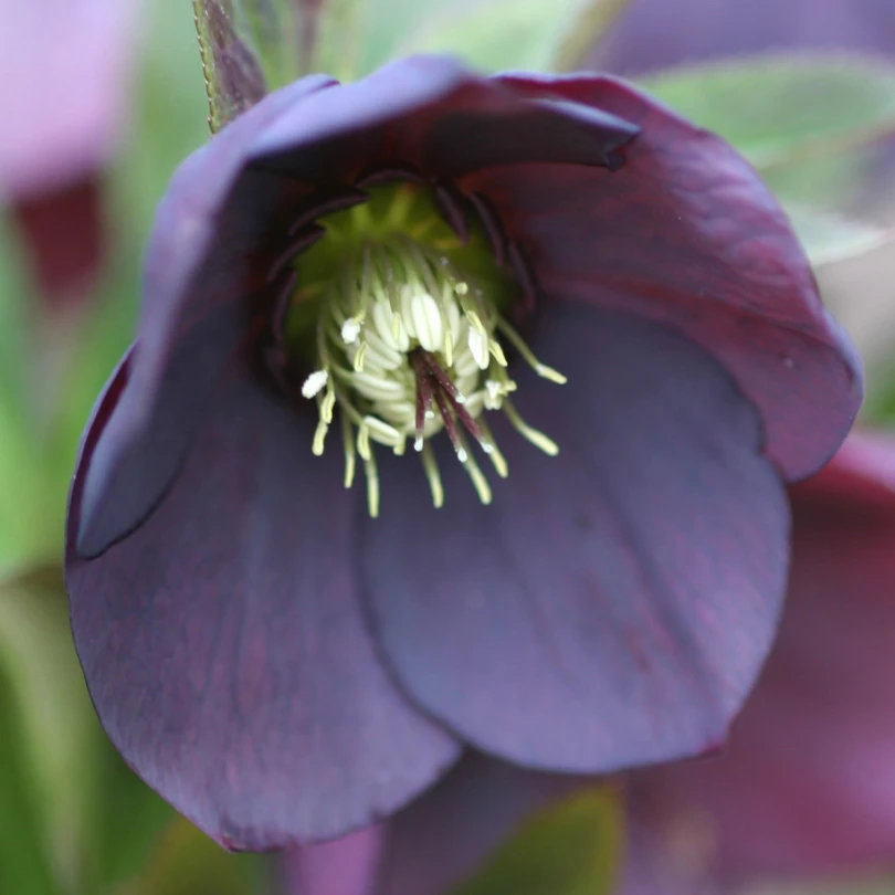 'Brandywine' Lenten Rose (Helleborus) 6 'Brandywine' Lenten Rose (Helleborus) - Image 4