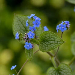 'Queen Of Hearts' Siberian Bugloss -Garden Plants Store Brunnera Queen of Hearts 2 P