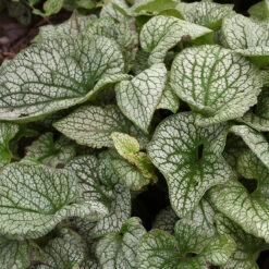 'Queen Of Hearts' Siberian Bugloss -Garden Plants Store Brunnera Queen of Hearts 3 P