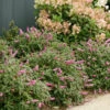 Lo & Behold® 'Pink Micro Chip' Butterfly Bush -Garden Plants Store Buddleia Lo Behold Pink Micro Chip 1 P