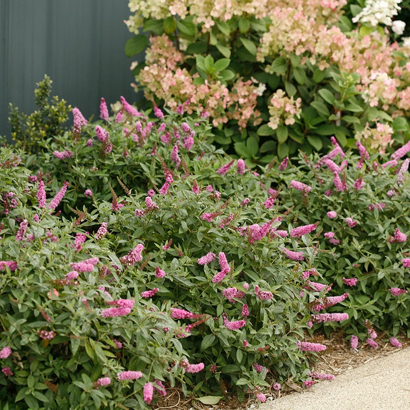 Lo & Behold® 'Pink Micro Chip' Butterfly Bush 3 Lo & Behold® 'Pink Micro Chip' Butterfly Bush