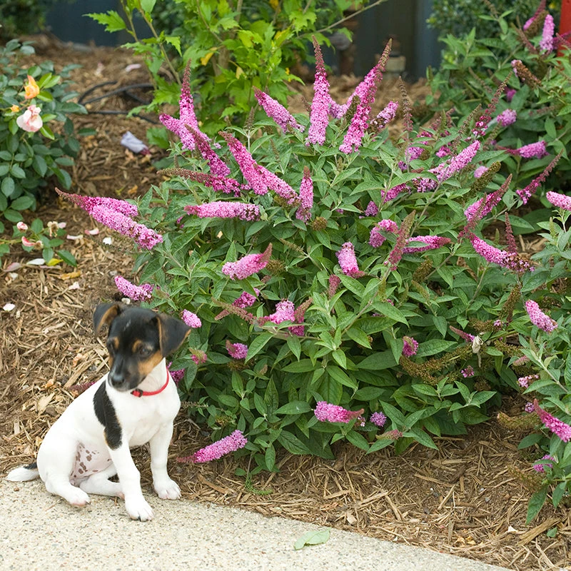 Lo & Behold® 'Pink Micro Chip' Butterfly Bush 4 Lo & Behold® 'Pink Micro Chip' Butterfly Bush - Image 2